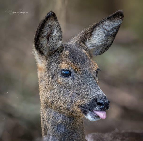 A deer sticking its tongue out