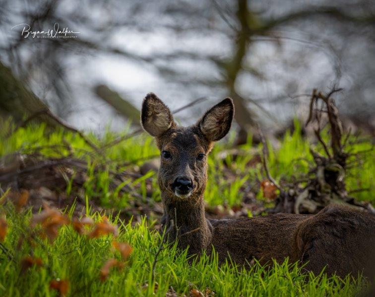 A deer, alert