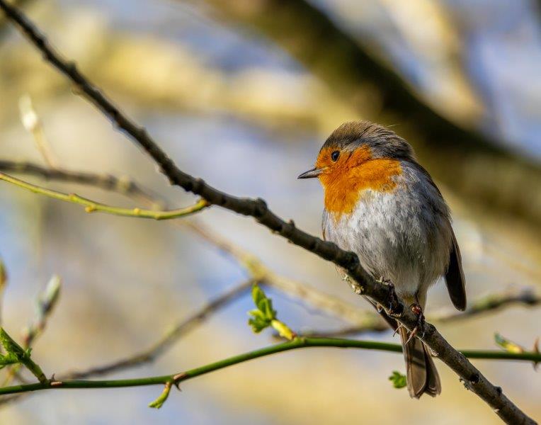 A robin on a branch